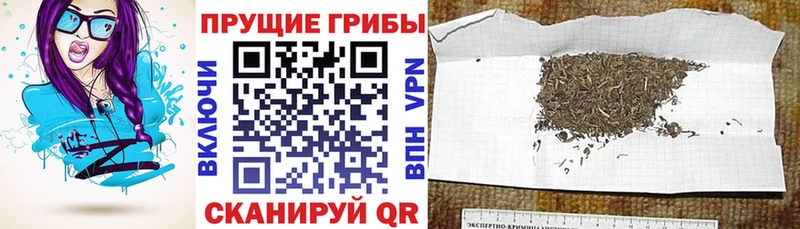 mega зеркало  наркошоп  Владимир  Псилоцибиновые грибы прущие грибы 